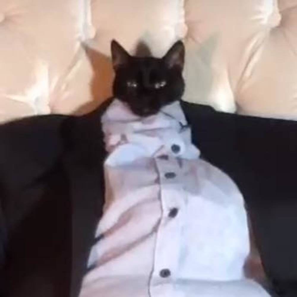 Meet your Posher, Paige